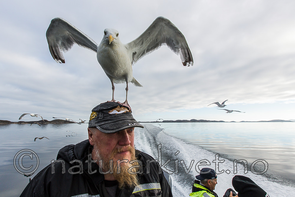 KA_160816_71 / Larus argentatus / Gråmåke