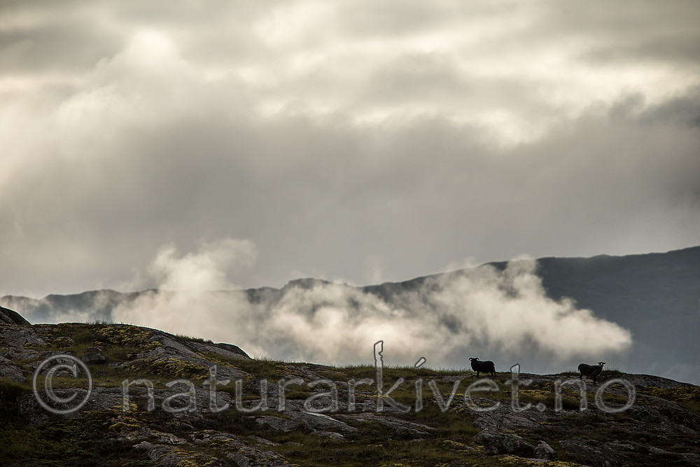 KA_160816_76 / Ovis aries / Sau