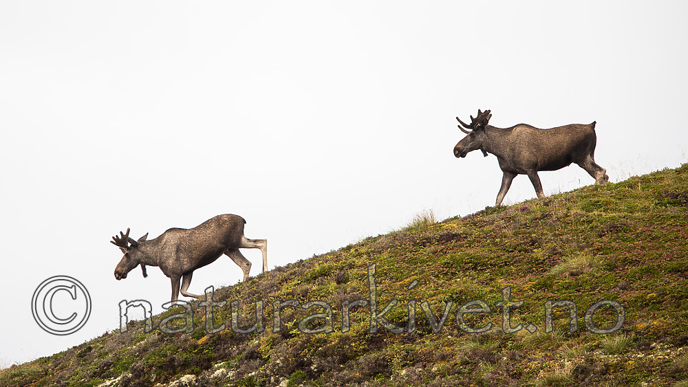 KA_160816_98 / Alces alces / Elg