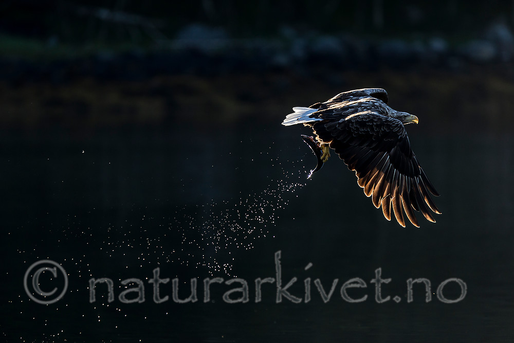 KA_160817_114 / Haliaeetus albicilla / Havørn