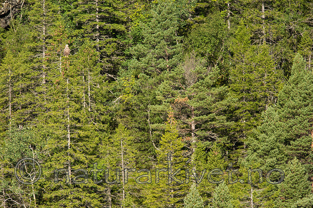 KA_160817_146 / Haliaeetus albicilla / Havørn