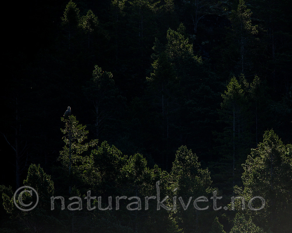KA_160817_148 / Haliaeetus albicilla / Havørn
