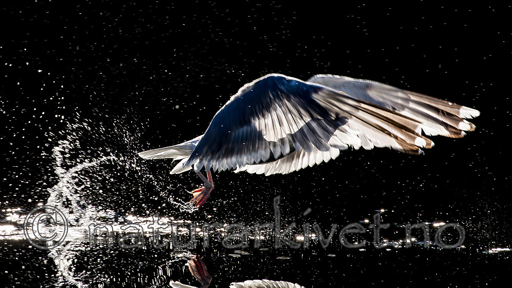 KA_160817_166 / Larus argentatus / Gråmåke