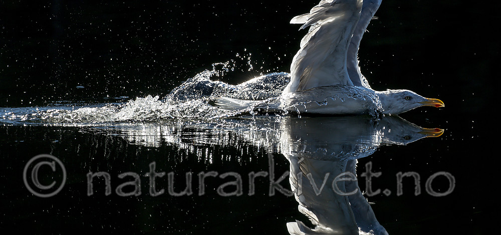 KA_160817_172 / Larus argentatus / Gråmåke