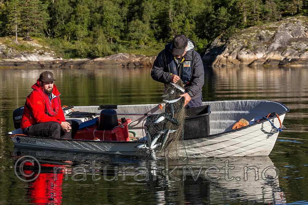 KA_160817_194 / Scomber scombrus / Makrell