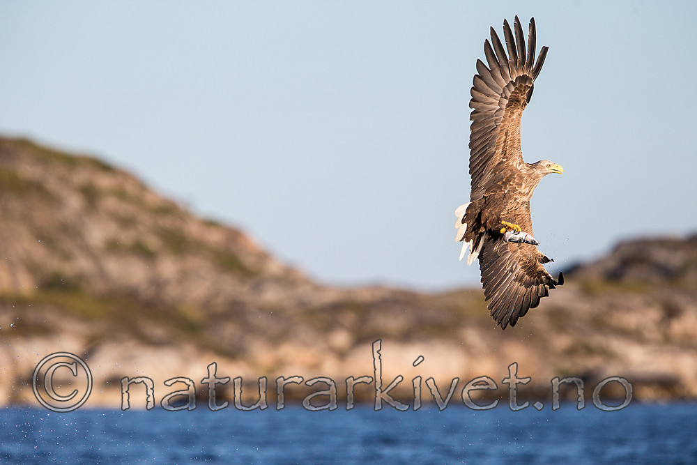 KA_160817_20 / Haliaeetus albicilla / Havørn