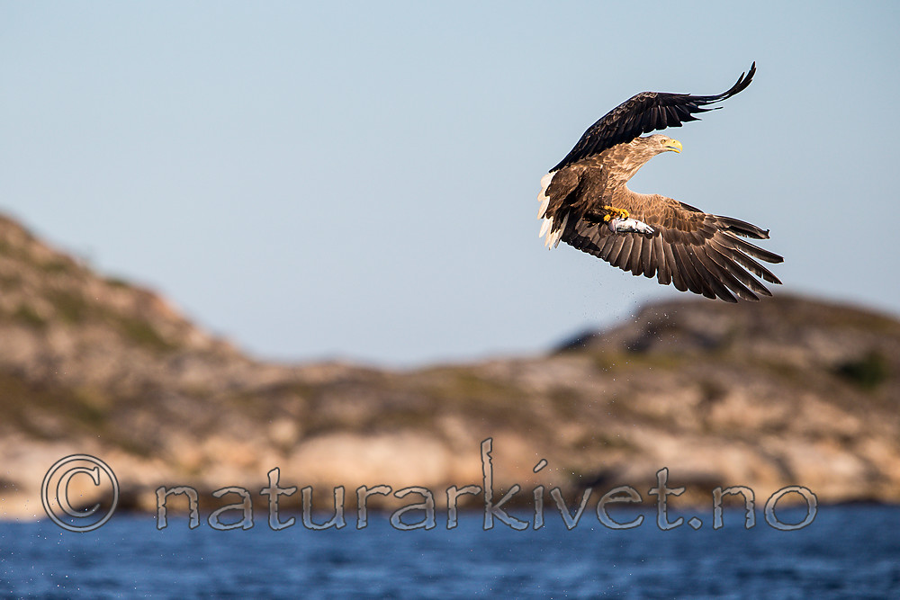 KA_160817_21 / Haliaeetus albicilla / Havørn
