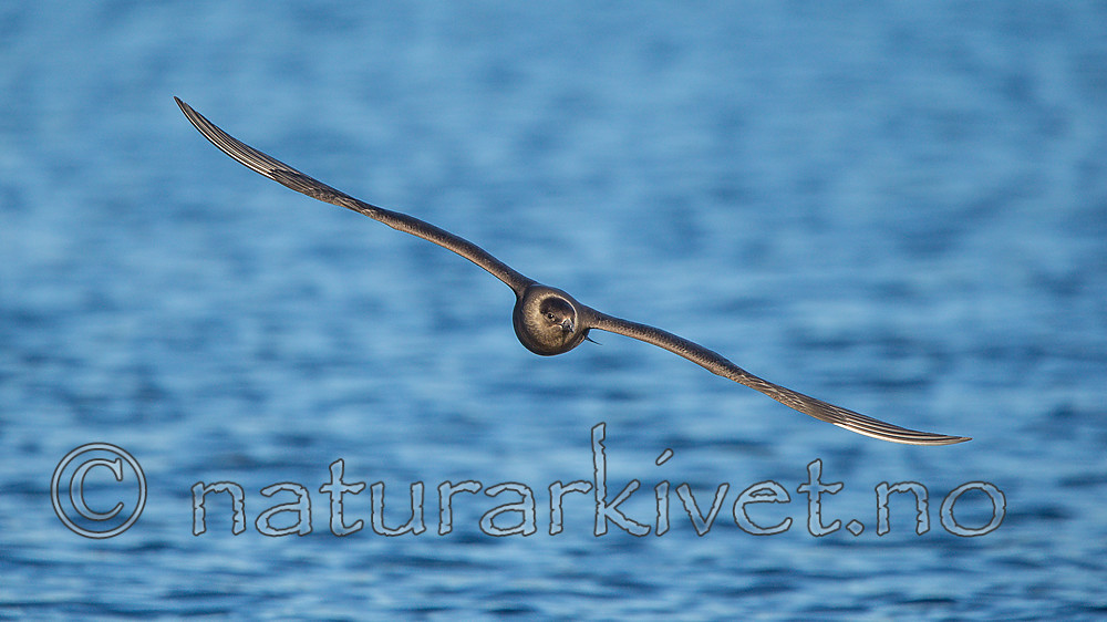 KA_160817_23 / Stercorarius parasiticus / Tyvjo