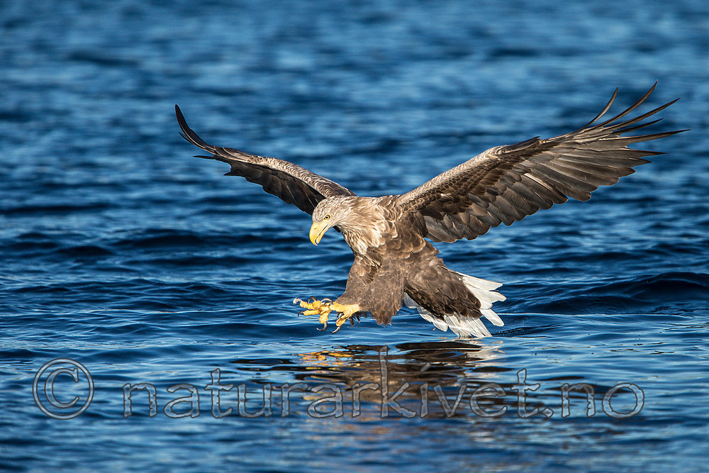 KA_160817_31 / Haliaeetus albicilla / Havørn