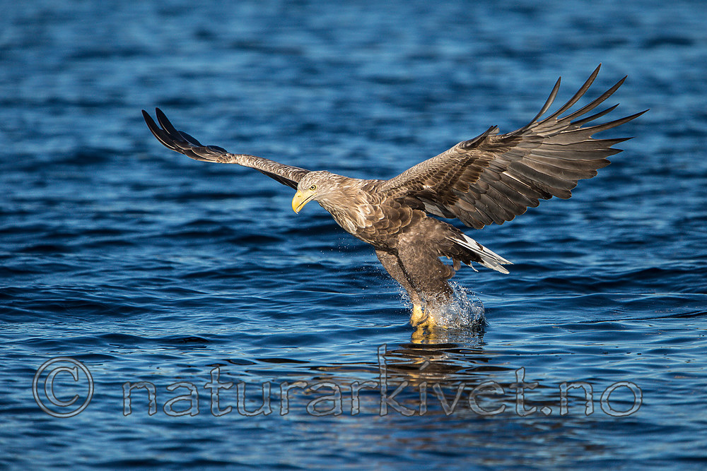 KA_160817_32 / Haliaeetus albicilla / Havørn