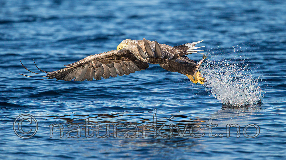 KA_160817_33 / Haliaeetus albicilla / Havørn