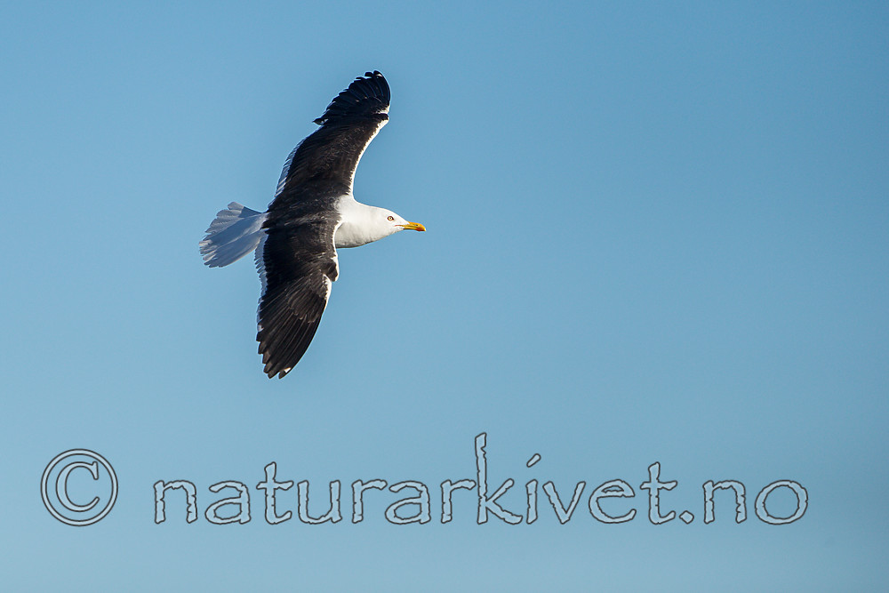 KA_160817_38 / Larus fuscus / Sildemåke <br /> Larus fuscus fuscus