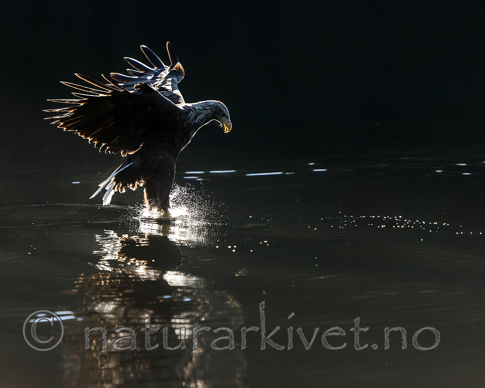 KA_160817_55 / Haliaeetus albicilla / Havørn