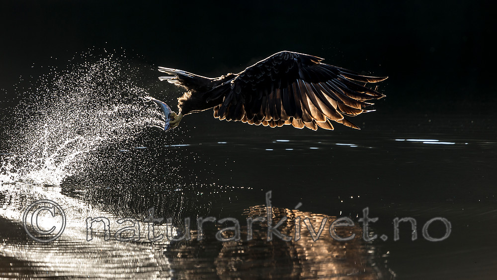 KA_160817_57 / Haliaeetus albicilla / Havørn