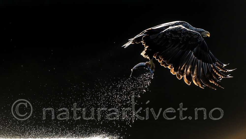 KA_160817_62 / Haliaeetus albicilla / Havørn
