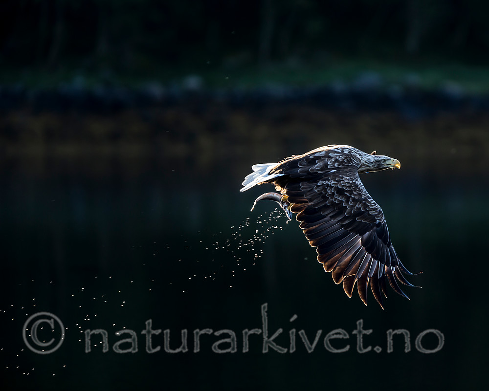 KA_160817_68 / Haliaeetus albicilla / Havørn