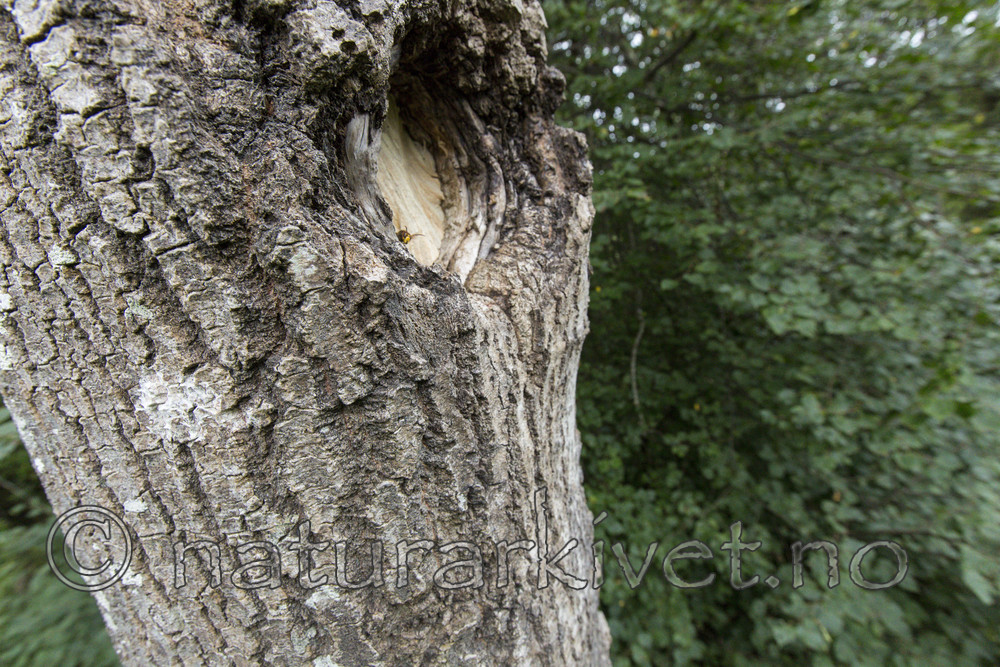 KA_160906_13 / Vespa crabro / Geithams
