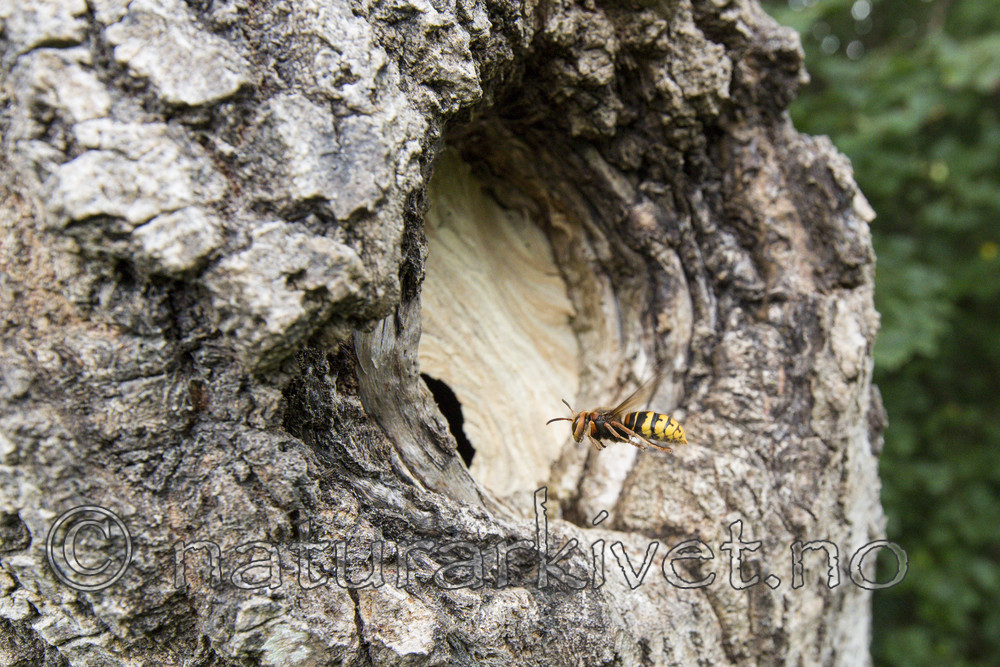 KA_160906_16 / Vespa crabro / Geithams