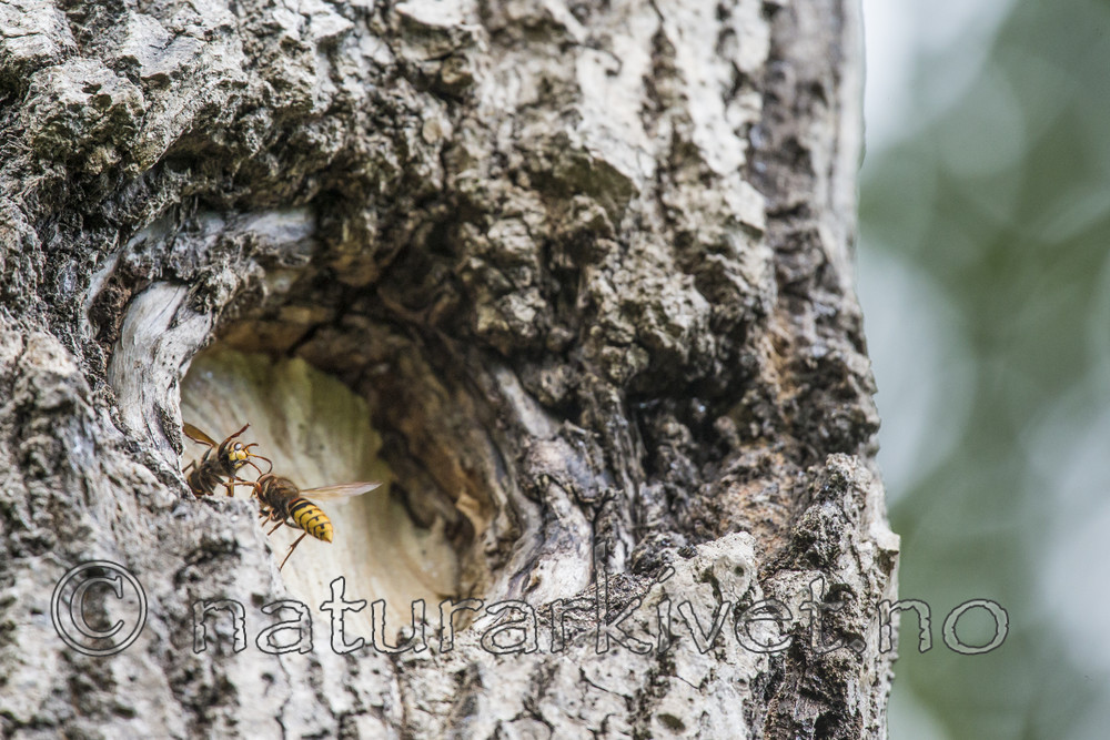 KA_160906_7 / Vespa crabro / Geithams