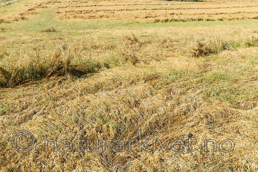 KA_160912_10 / Avena sativa / Havre