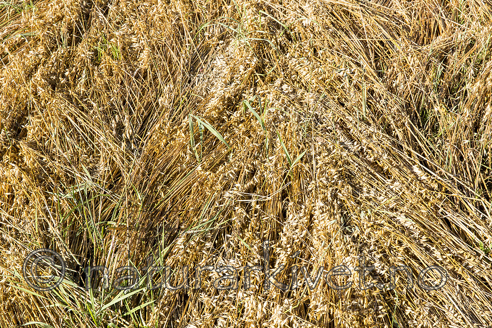 KA_160912_12 / Avena sativa / Havre