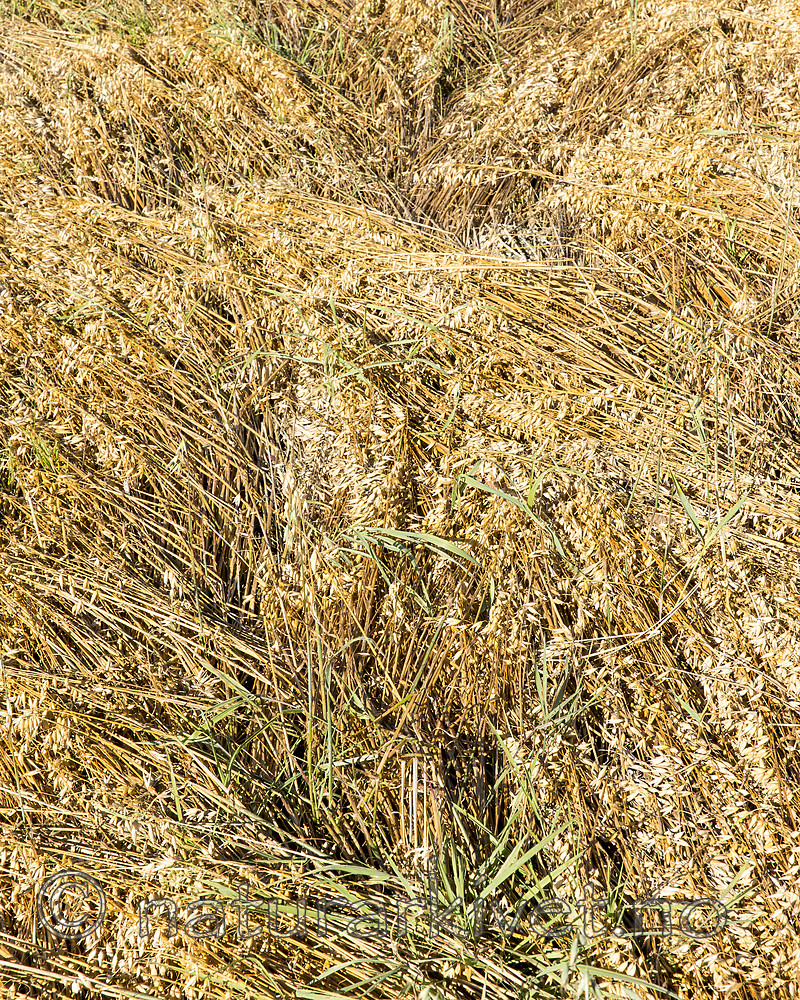 KA_160912_13 / Avena sativa / Havre
