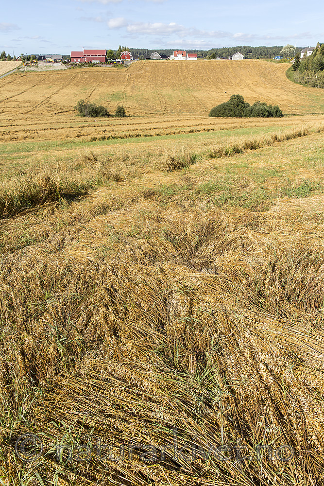 KA_160912_14 / Avena sativa / Havre