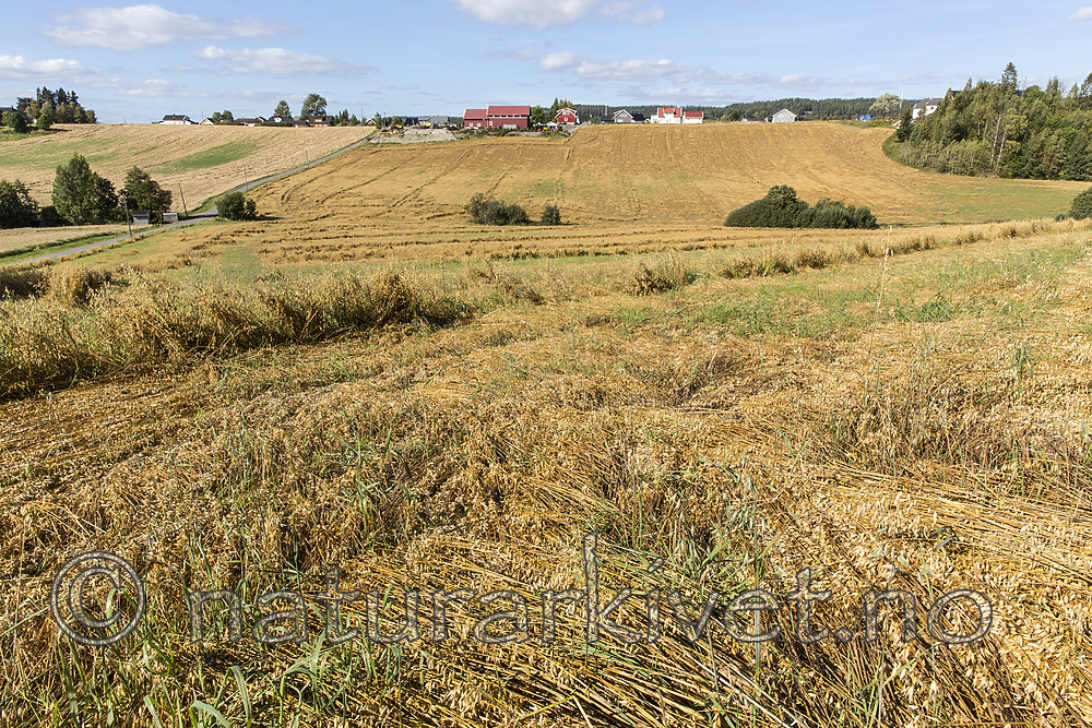 KA_160912_15 / Avena sativa / Havre