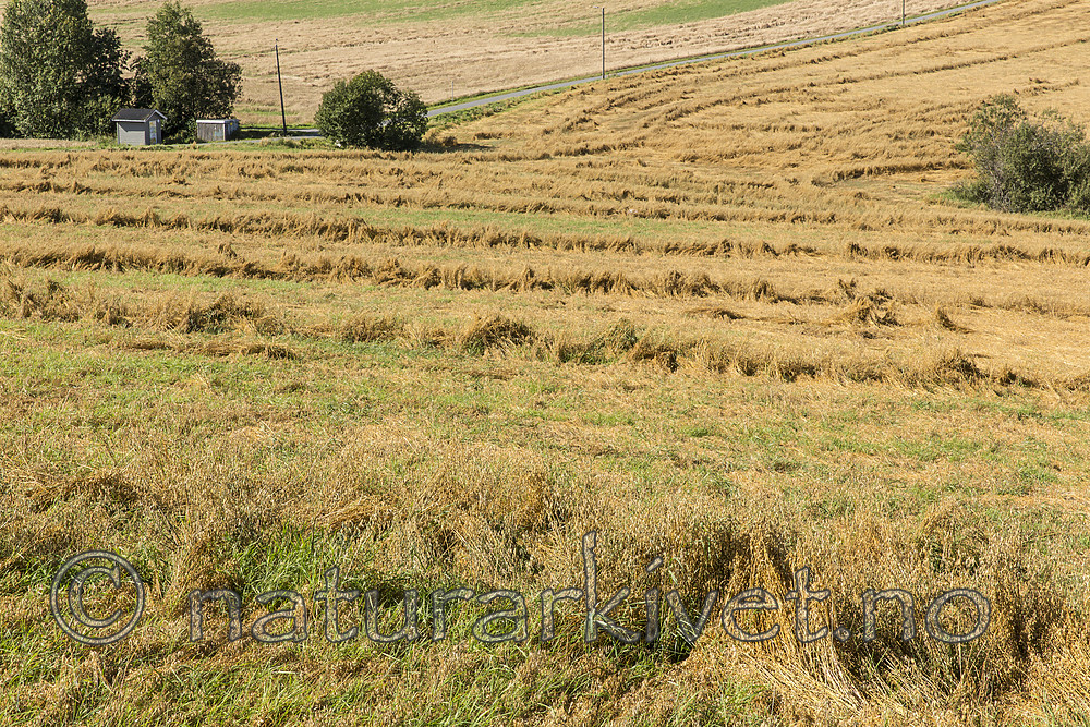 KA_160912_7 / Avena sativa / Havre