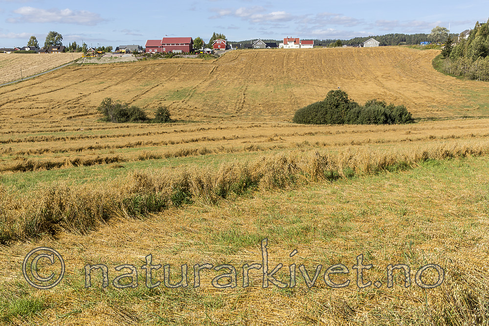 KA_160912_9 / Avena sativa / Havre