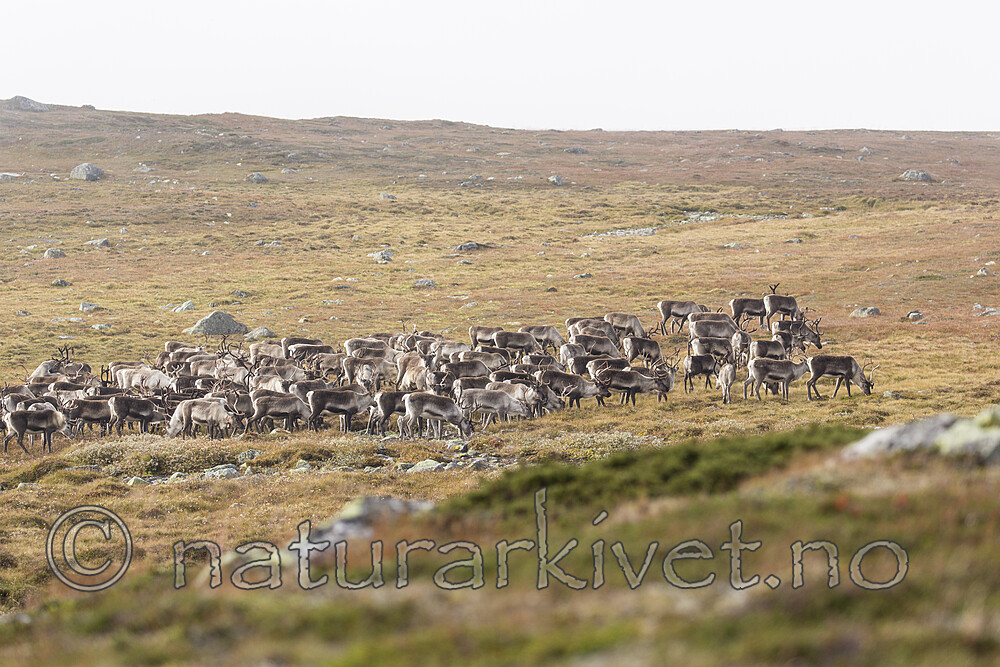 KA_160918_206 / Rangifer tarandus / Rein