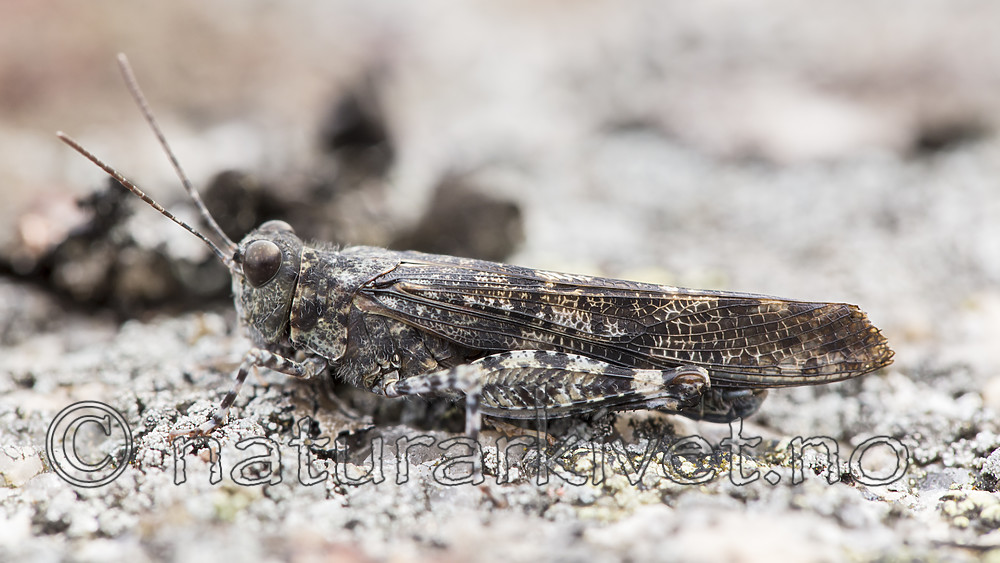 KA_160927_2 / Sphingonotus caerulans / Blåvingegresshoppe