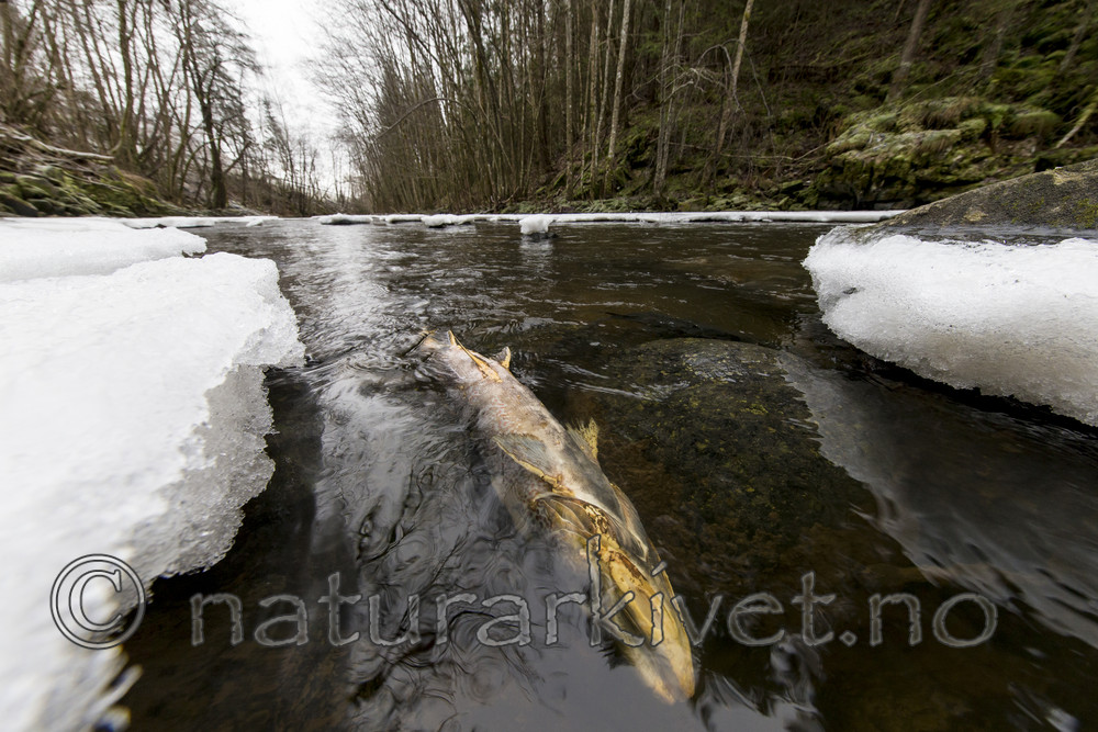KA_161217_11 / Salmo trutta / ørret