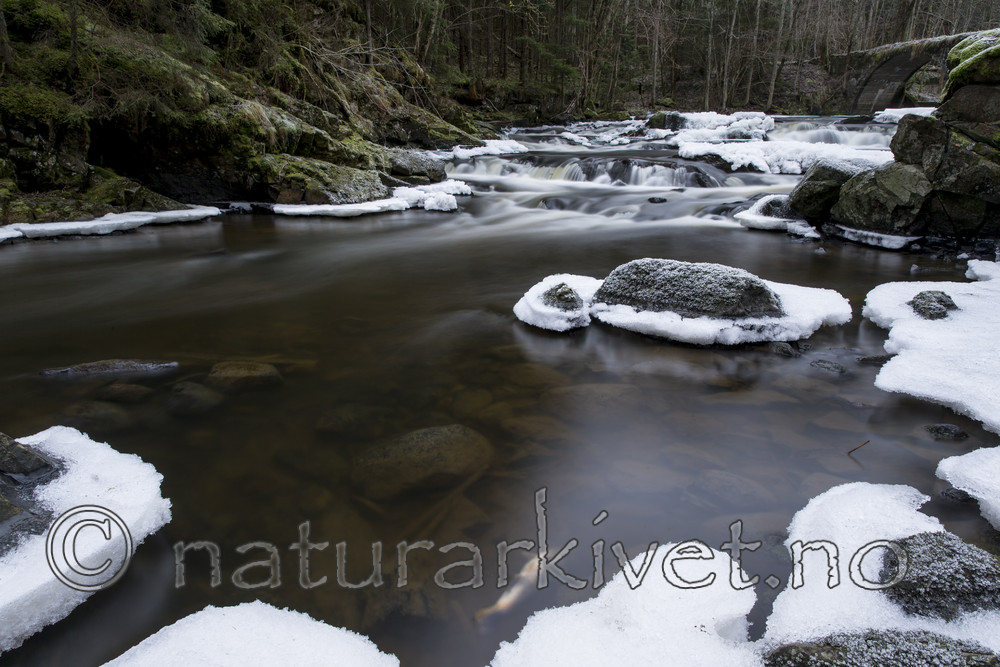 KA_161217_4 / Salmo trutta / ørret