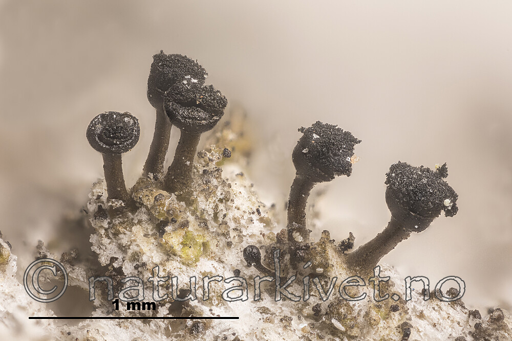 KA_170202_abietinum_mm / Calicium abietinum / Skjørnål