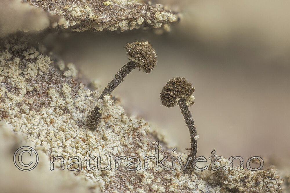 KA_170202_hygrophila / Chaenotheca hygrophila / Sumphodenål