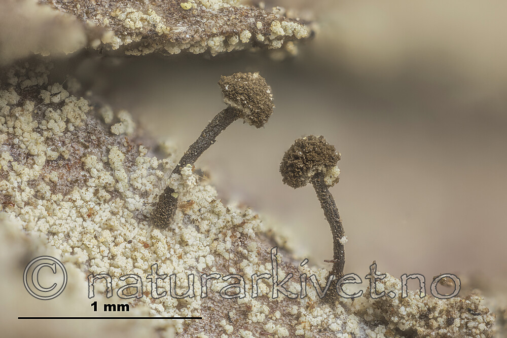 KA_170202_hygrophila_mm / Chaenotheca hygrophila / Sumphodenål