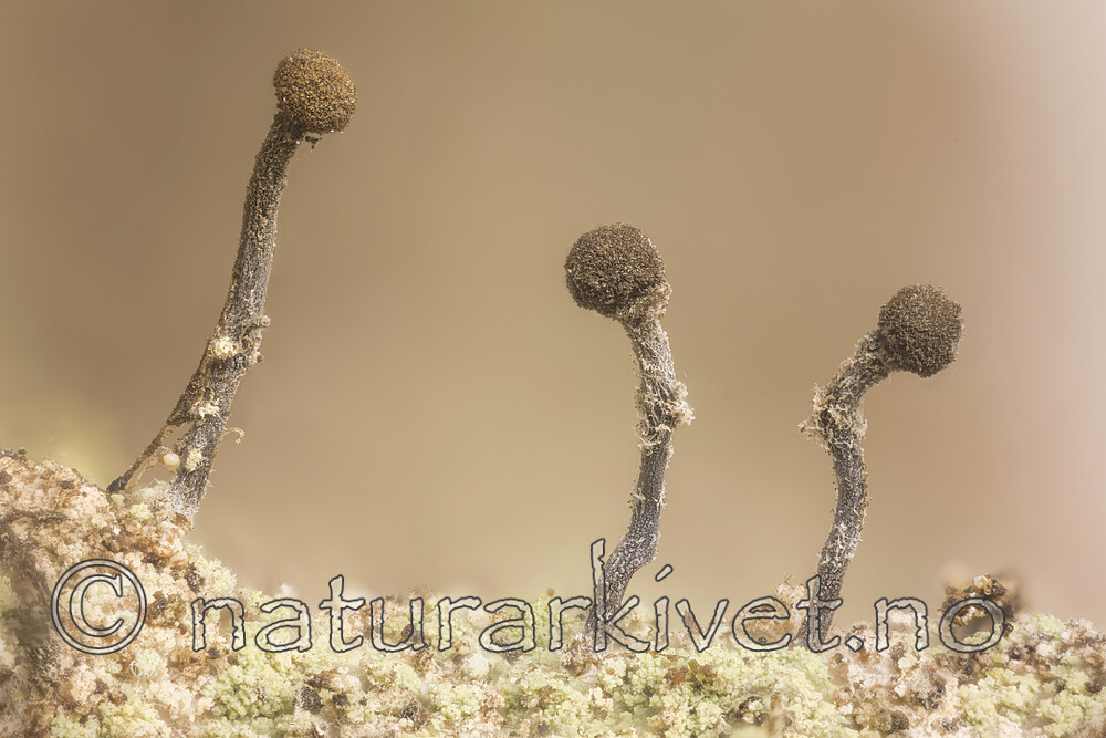 KA_170202_sphaerocephala / Chaenotheca sphaerocephala / Rundhodenål