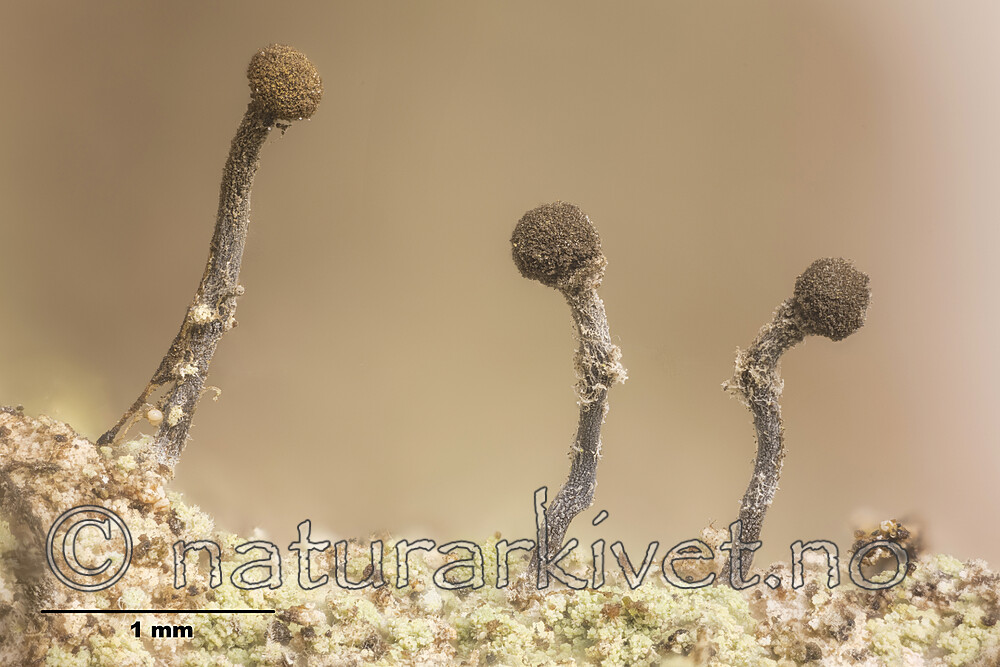 KA_170202_sphaerocephala_orig_mm / Chaenotheca sphaerocephala / Rundhodenål