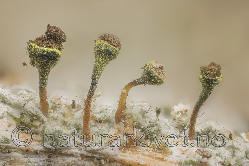 KA_170203_phaeocephala / Chaenotheca phaeocephala / Stautnål