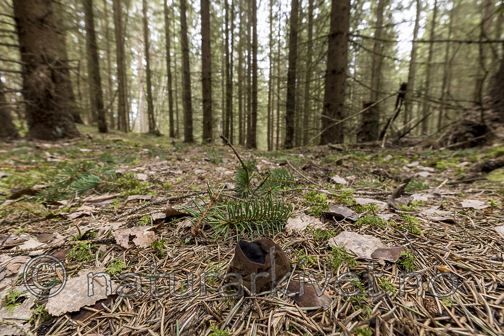 KA_170420_31 / Sarcosoma globosum / Svartgubbe