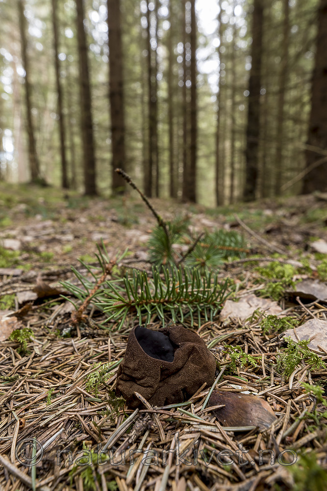 KA_170420_33 / Sarcosoma globosum / Svartgubbe