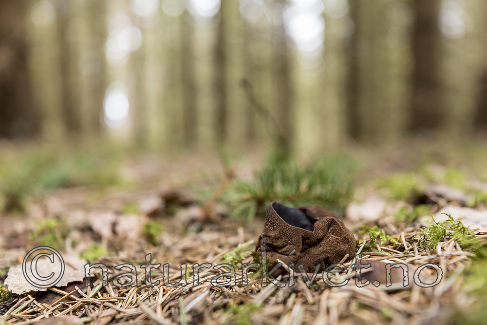 KA_170420_35 / Sarcosoma globosum / Svartgubbe
