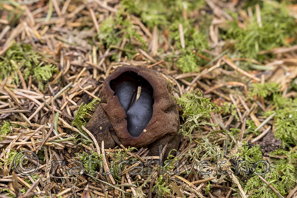 KA_170420_40 / Sarcosoma globosum / Svartgubbe