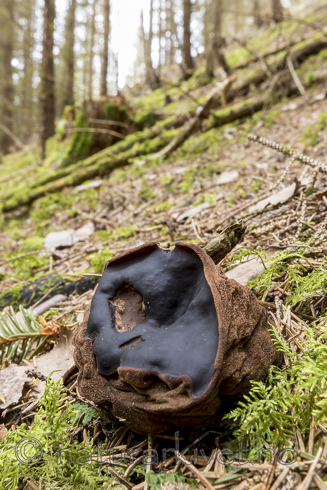 KA_170420_46 / Sarcosoma globosum / Svartgubbe