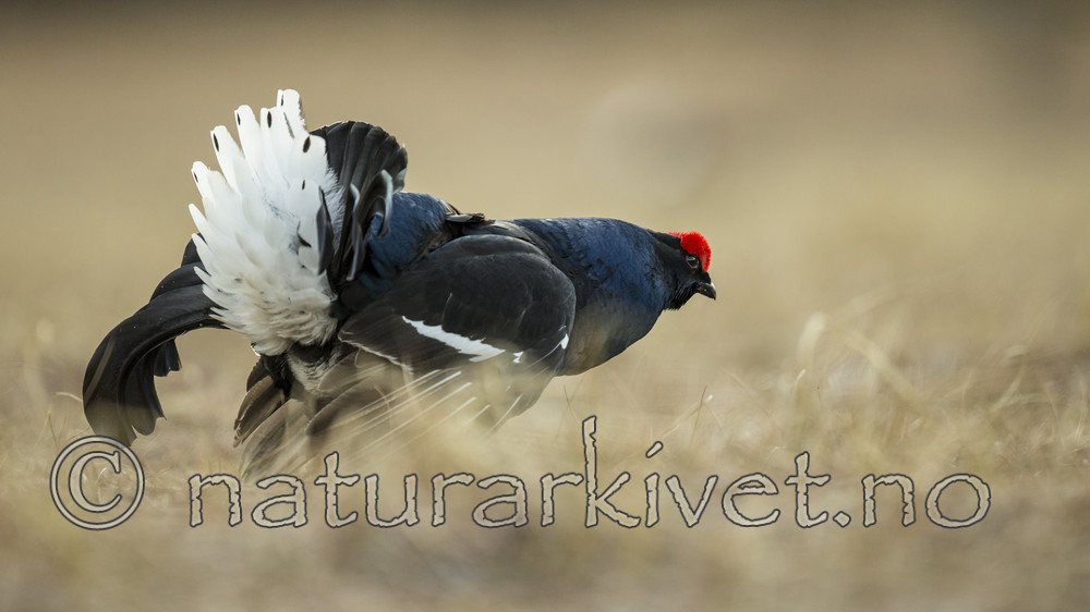 KA_170423_107 / Tetrao tetrix / Orrfugl