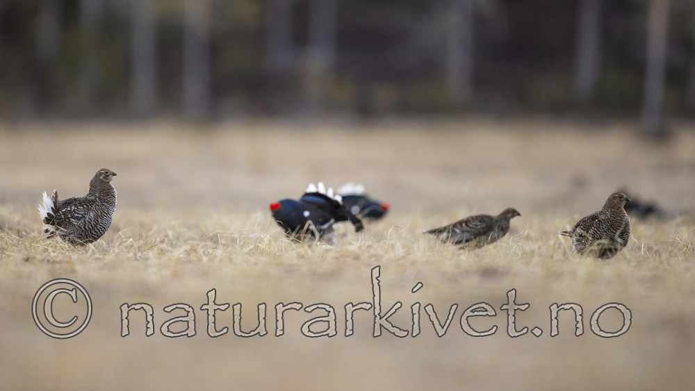 KA_170423_123 / Tetrao tetrix / Orrfugl