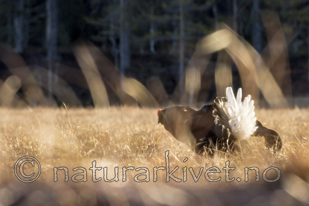 KA_170423_166 / Tetrao tetrix / Orrfugl