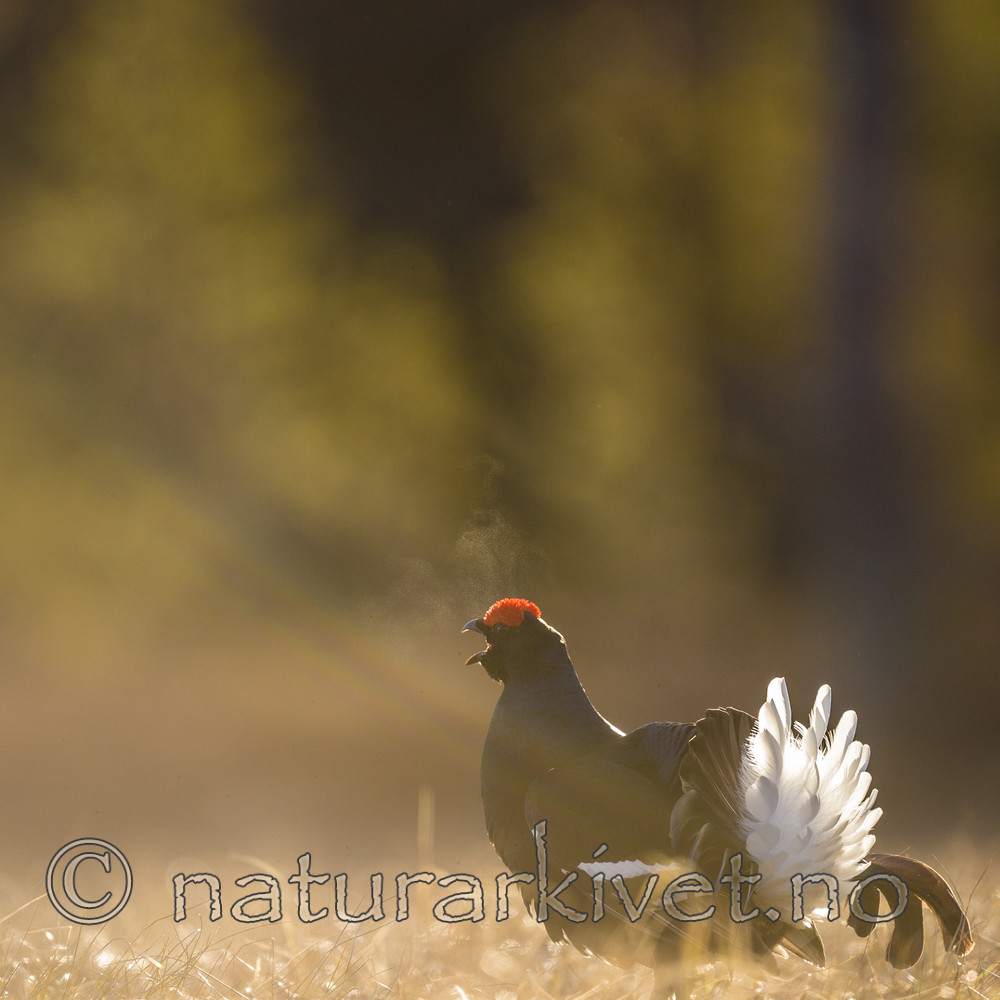 KA_170423_178 / Tetrao tetrix / Orrfugl