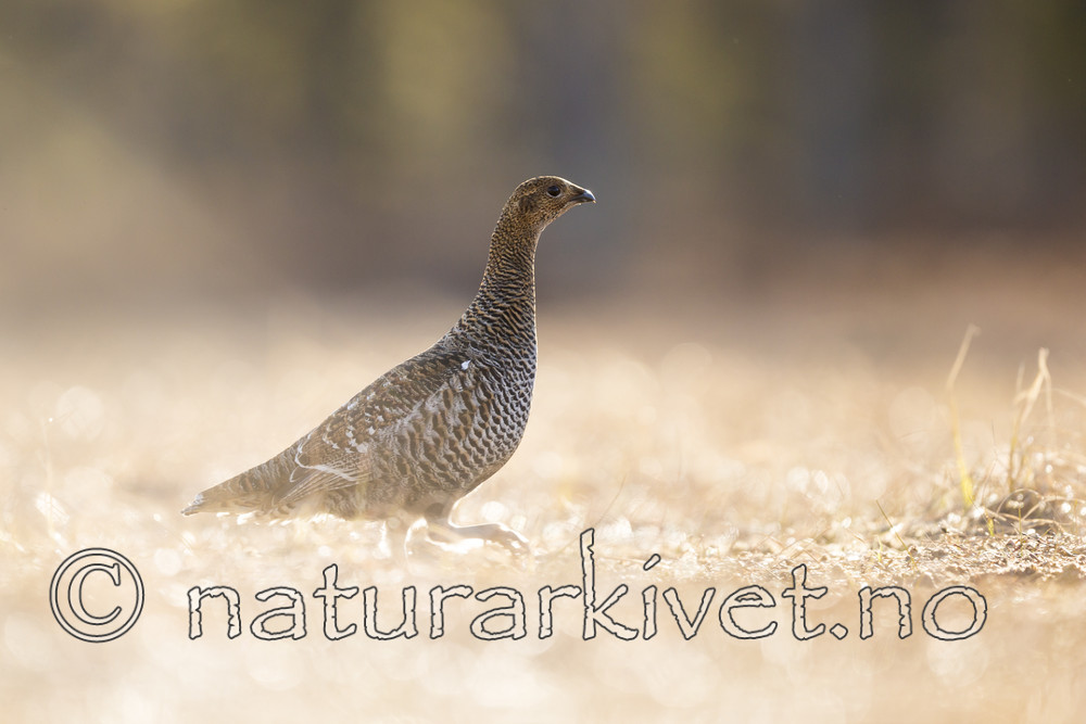 KA_170423_192 / Tetrao tetrix / Orrfugl